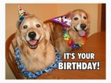 Golden Retriever Birthday Meme Golden Retriever Let 39 S Party Birthday Postcard Zazzle Com