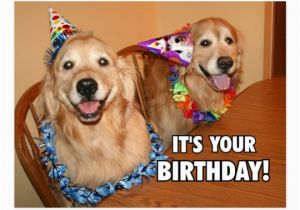 Golden Retriever Birthday Meme Golden Retriever Let 39 S Party Birthday Postcard Zazzle Com