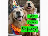 Golden Retriever Birthday Meme Golden Retriever Yay It 39 S Your Birthday Card Zazzle Com