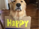 Golden Retriever Birthday Meme Louie Happy Birthday Meme Happy Birthday Golden