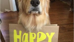 Golden Retriever Birthday Meme Louie Happy Birthday Meme Happy Birthday Golden