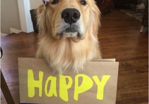 Golden Retriever Birthday Meme Louie Happy Birthday Meme Happy Birthday Golden