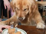 Golden Retriever Birthday Meme the Gallery for Gt Happy Birthday Meme Facebook