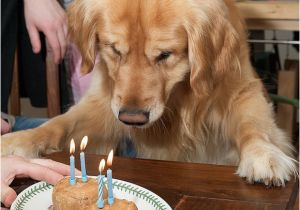 Golden Retriever Birthday Meme the Gallery for Gt Happy Birthday Meme Facebook