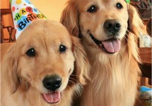 Golden Retriever Birthday Memes 10 Best Images About Golden Retrievers In Costume On