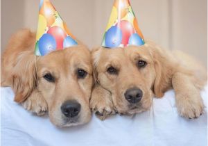 Golden Retriever Birthday Memes 1000 Ideas About Happy Birthday Dog On Pinterest Happy