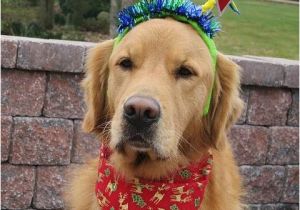 Golden Retriever Birthday Memes Best 25 Happy Birthday Puppy Ideas On Pinterest Happy