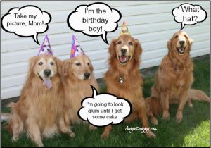 Golden Retriever Birthday Memes Golden Retriever Birthday About Animals