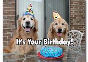 Golden Retriever Birthday Memes Golden Retriever Happy Birthday Cake Postcard Zazzle Com