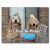 Golden Retriever Birthday Memes Golden Retriever Happy Birthday Cake Postcard Zazzle Com