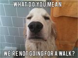 Golden Retriever Birthday Memes Golden Retriever Memes Image Memes at Relatably Com