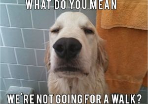 Golden Retriever Birthday Memes Golden Retriever Memes Image Memes at Relatably Com