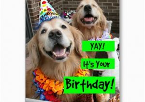 Golden Retriever Birthday Memes Golden Retriever Yay It 39 S Your Birthday Card Zazzle Com