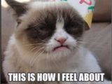 Grumpy Cat Birthday Meme Generator 17 Best Images About I Love You Grumpy Cat On Pinterest