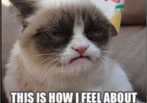 Grumpy Cat Birthday Meme Generator 17 Best Images About I Love You Grumpy Cat On Pinterest