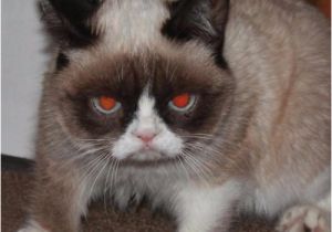 Grumpy Cat Birthday Meme Generator Grumpy Cat Red Eyes Imgflip