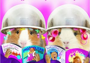 Hairdresser Birthday Meme Funny Guinea Pig Birthday Card Let Off Steam Hairdressers