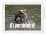 Happy Birthday Cards Dog Lovers Happy Birthday Dog Lover Card Greeting Card Zazzle