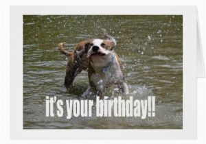 Happy Birthday Cards Dog Lovers Happy Birthday Dog Lover Card Greeting Card Zazzle