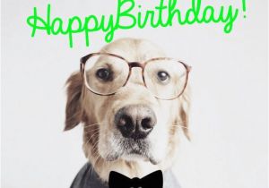 Happy Birthday Cards for Dogs 41 Best Funny Birthday Wishes for Birthday Boy Girl Aunt