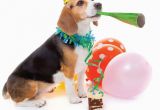 Happy Birthday Cards for Dogs 79 Best Dogs Galore Blank Greeting Cards Images On