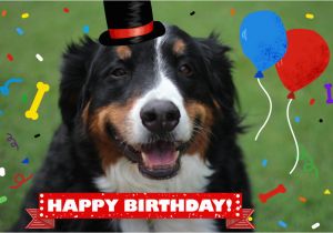 Happy Birthday Cards for Dogs Dog and Cat Cards Dog Birthday Card Card From Dog Pet