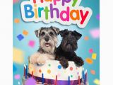 Happy Birthday Cards for Dogs Happy Birthday Card Two Funny Miniature Schnauzer Dogs In