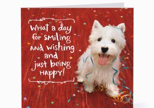 Happy Birthday Cards for Dogs Smiling Happy Dog Birthday Cards Hallmark Card Pictures