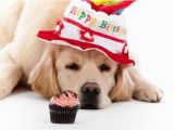 Happy Birthday Cards for Dogs the 45 Birthday Wishes for Dogs Wishesgreeting