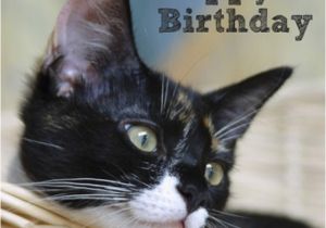 Happy Birthday Cards with Cats Cat In Basket Happy Birthday Card Rspca Animalternative