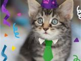 Happy Birthday Cards with Cats Dog and Cat Cards Happy Birthday Cards Pack Of Four