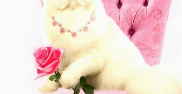Happy Birthday Cards with Cats Princess Pussy Cat Happy Birthday Greeting Card Cards