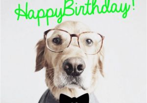 Happy Birthday Cards with Dogs 41 Best Funny Birthday Wishes for Birthday Boy Girl Aunt