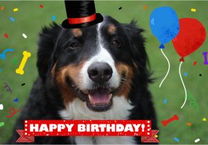 Happy Birthday Cards with Dogs Dog and Cat Cards Dog Birthday Card Card From Dog Pet