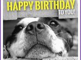 Happy Birthday Cards with Dogs Happy Birthday Memes with Funny Cats Dogs and Cute