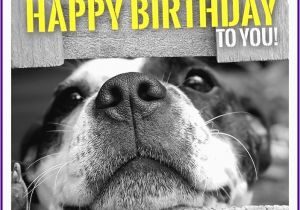 Happy Birthday Cards with Dogs Happy Birthday Memes with Funny Cats Dogs and Cute