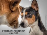 Happy Birthday Cards with Dogs Huge List Of Funny Birthday Messages Wishes Cracking Jokes