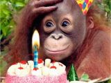 Happy Birthday Cards with Monkeys Chimp Birthday Tea Birthday Greeting Card Cards Love Kates