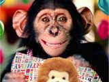 Happy Birthday Cards with Monkeys Cute Chimp Happy Birthday Greeting Card Cards Love Kates