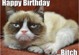 Happy Birthday Cat Quotes 56 Best Grumpy Cat Birthday Images On Pinterest Grumpy