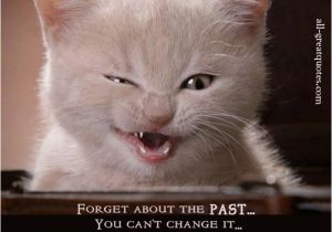 Happy Birthday Cat Quotes 764 Best Happy Birthday Quotes Images On Pinterest