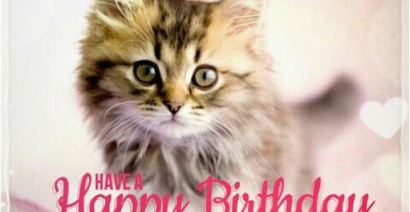 Happy Birthday Cat Quotes Best Happy Birthday Cat Meme