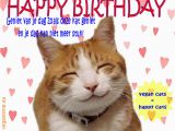 Happy Birthday Cat Quotes Happy Birthday Hairless Cat Quotes Litle Pups