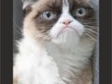 Happy Birthday Cat Quotes Image 614122 Grumpy Cat Know Your Meme