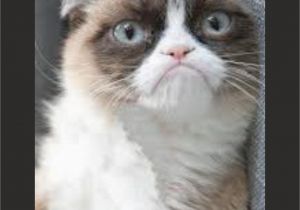 Happy Birthday Cat Quotes Image 614122 Grumpy Cat Know Your Meme