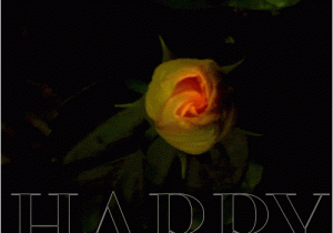 Happy Birthday Flowers Animated Designer Happy Birthday Gifs to Send to Friends