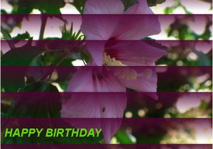 Happy Birthday Flowers for A Friend Happy Birthday to A Friend Free Flowers Ecards Greeting