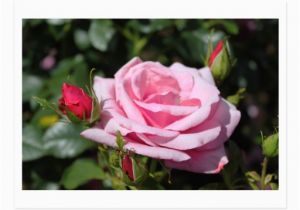 Happy Birthday Flowers for Girlfriend Pink Rose Flowers Happy Birthday Love Girlfriend