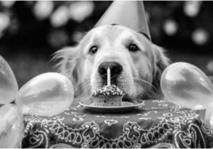 Happy Birthday for Dogs Quotes Happy Birthday Quotes for Dogs Quotesgram