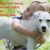 Happy Birthday for Dogs Quotes Happy Birthday Wishes for Dog Quotes Images Memes